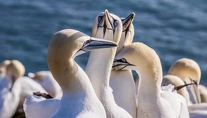 ayx爱游戏_ 一路高歌！掘金在季后赛中的精彩表现令人称赞！，爱戏游戏