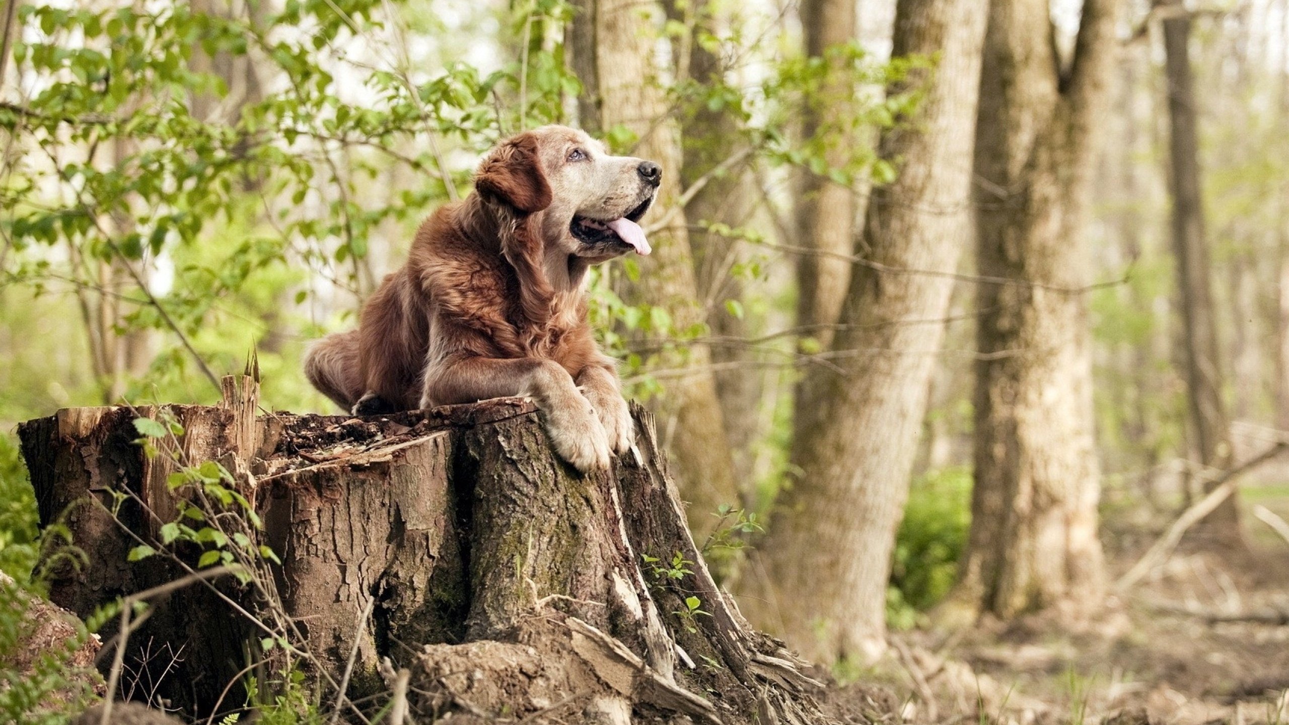 _费德勒退役仪式隆重举行，告别网球生涯_，费德勒退役没