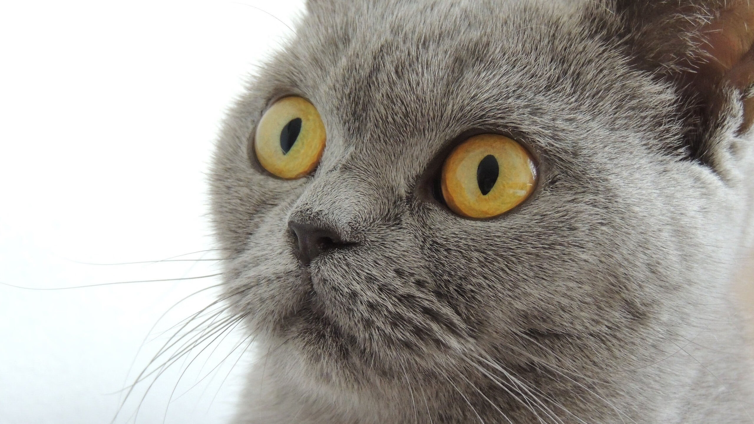 中国围棋协会与韩国围棋协会签署合作协议,围棋中国和韩国的规则有什么区别