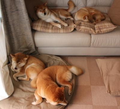 PSG.LGD季后赛对阵形势分析,psg.lgd队员