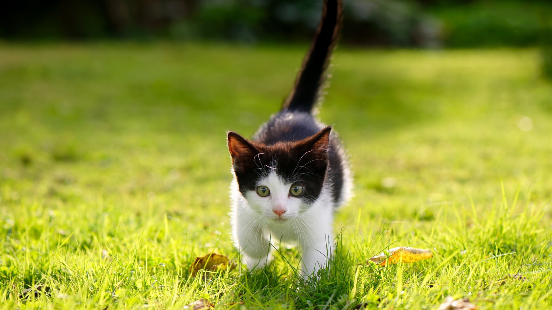 利物浦-战平亚特兰大,淘汰之路曲折,利物浦vs亚特兰大阵容