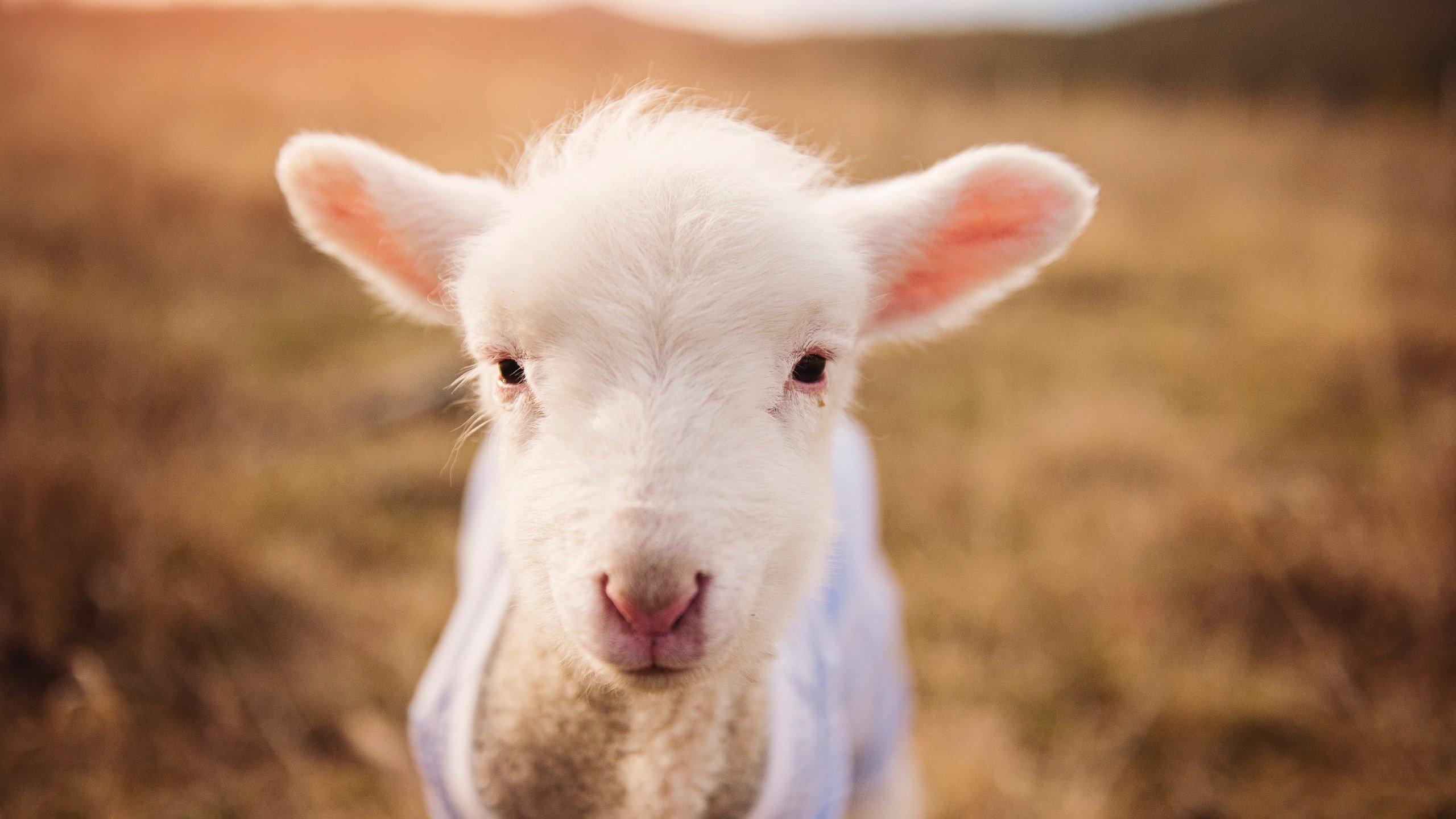 卡昂是否能摆脱保级区困扰，卡昂是什么