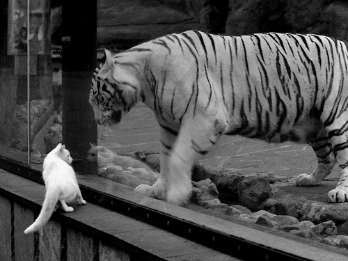 狼队防守体系严密，金丝雀欲保级成功，jin狼