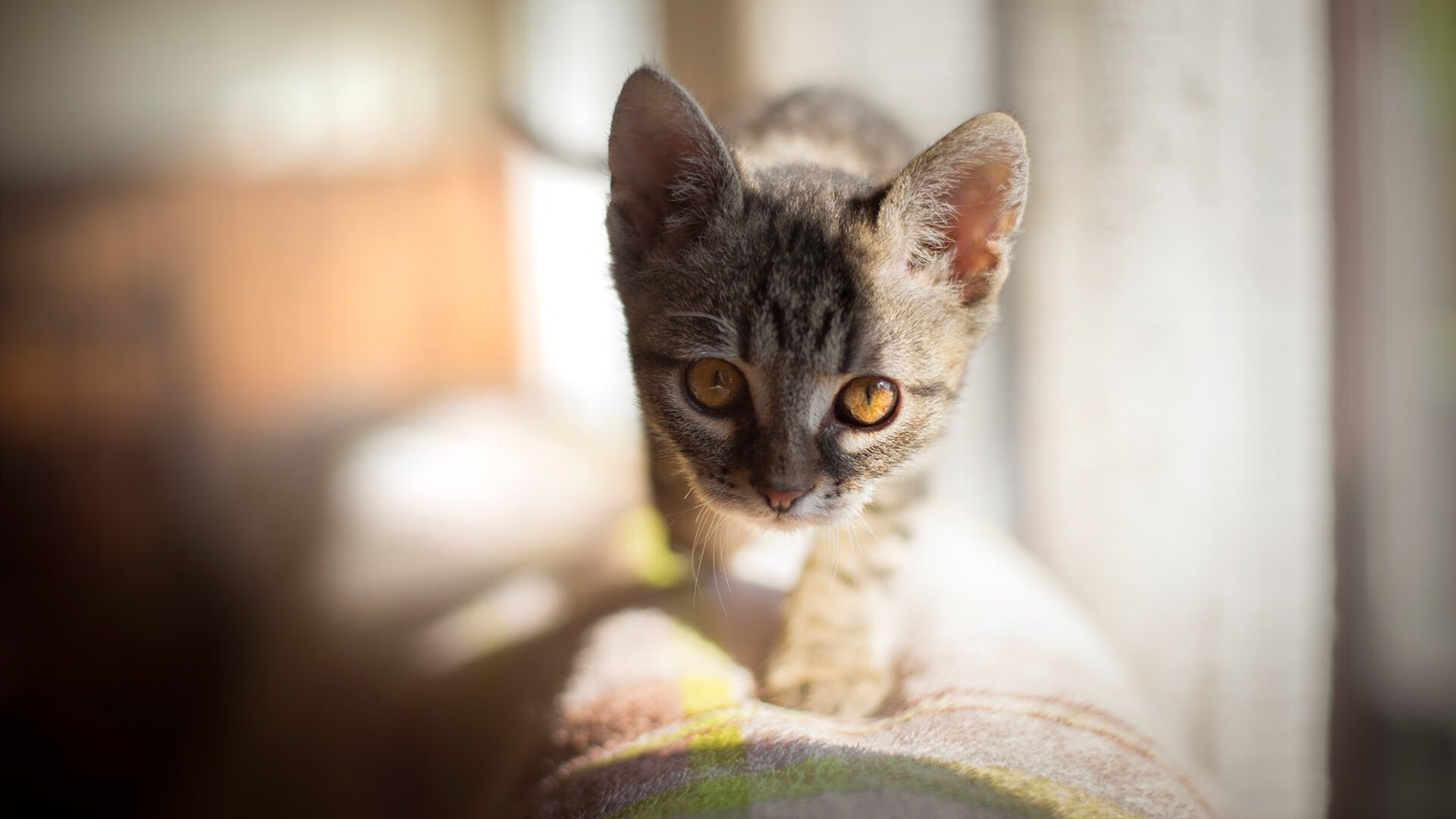 诺里奇城阵容年轻有活力，黄蜂军团全力冲超，诺里奇位置