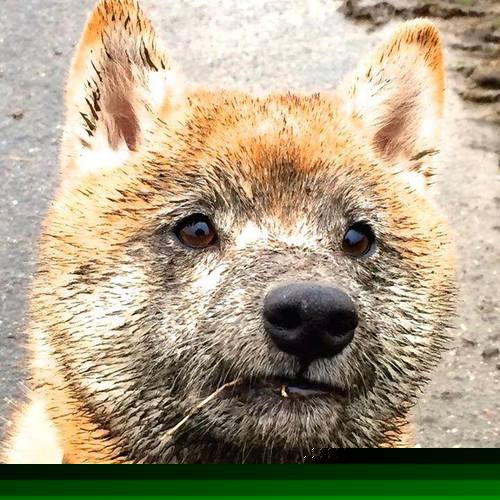 阿德莱德联士气高昂，连胜晋级四强，阿德莱德联足球俱乐部