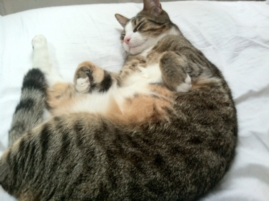 NBA球队后卫线组合分析，nba后卫球员名单大全