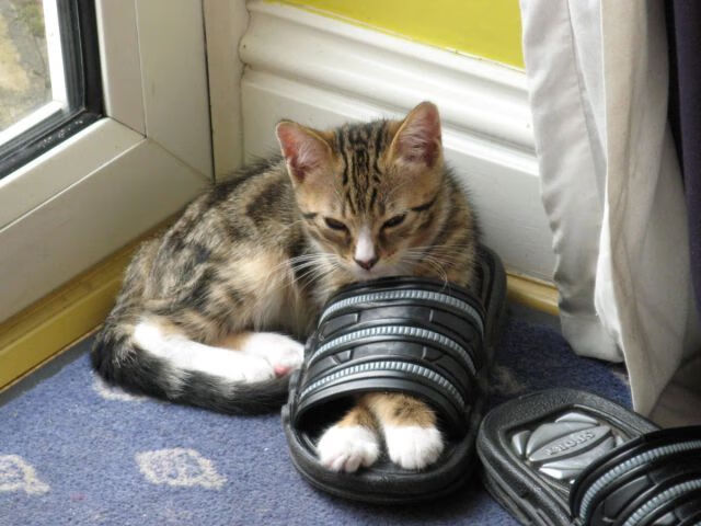 中国篮球运动员体能测试标准制定,篮球运动员身体素质测试