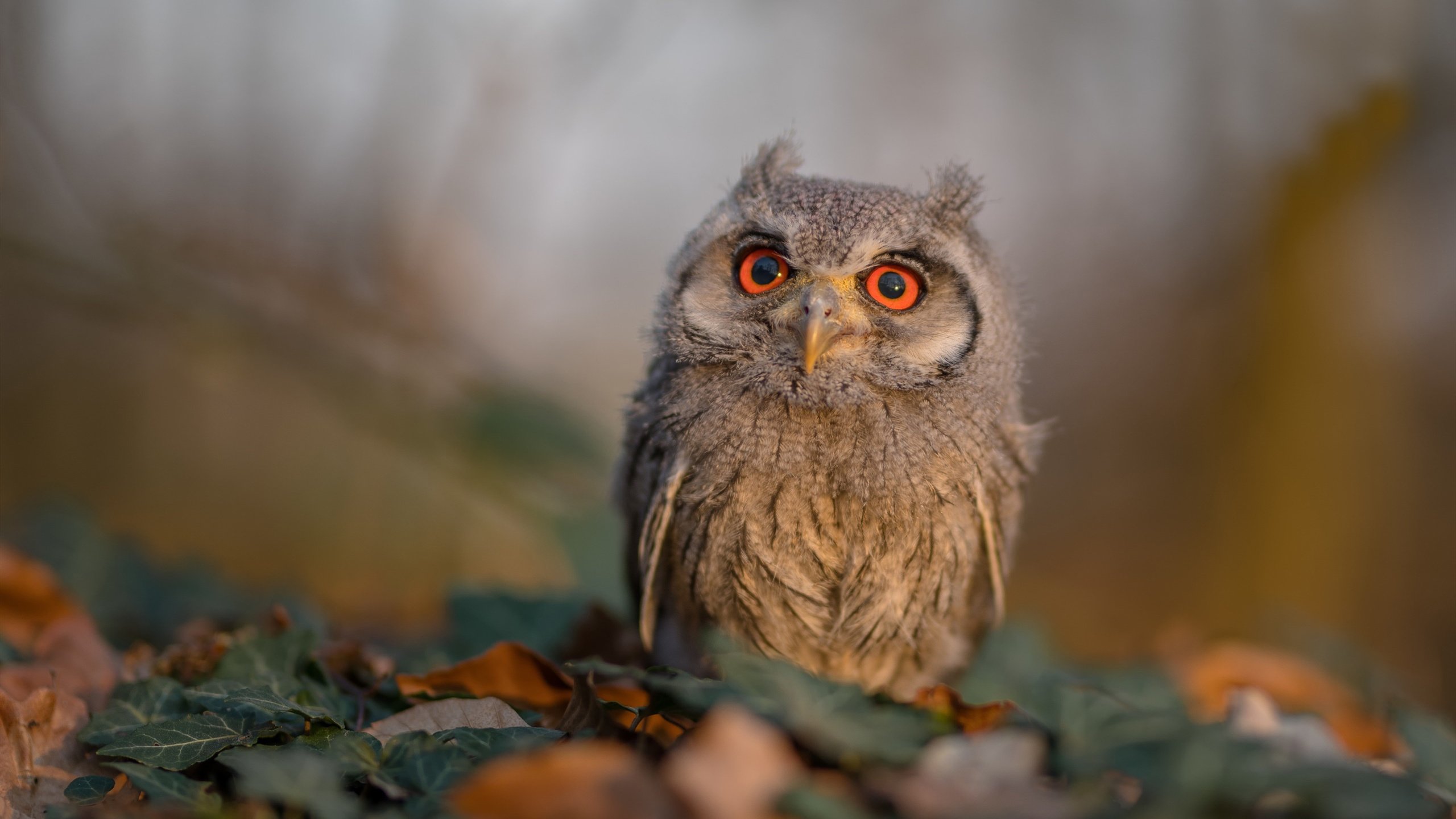 中国篮球运动员心理素质提升策略,篮球运动员的心理选材