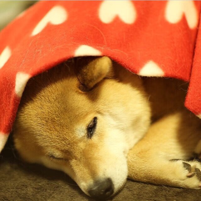 俊男美女足球:运动员的时尚与生活,足球美男子