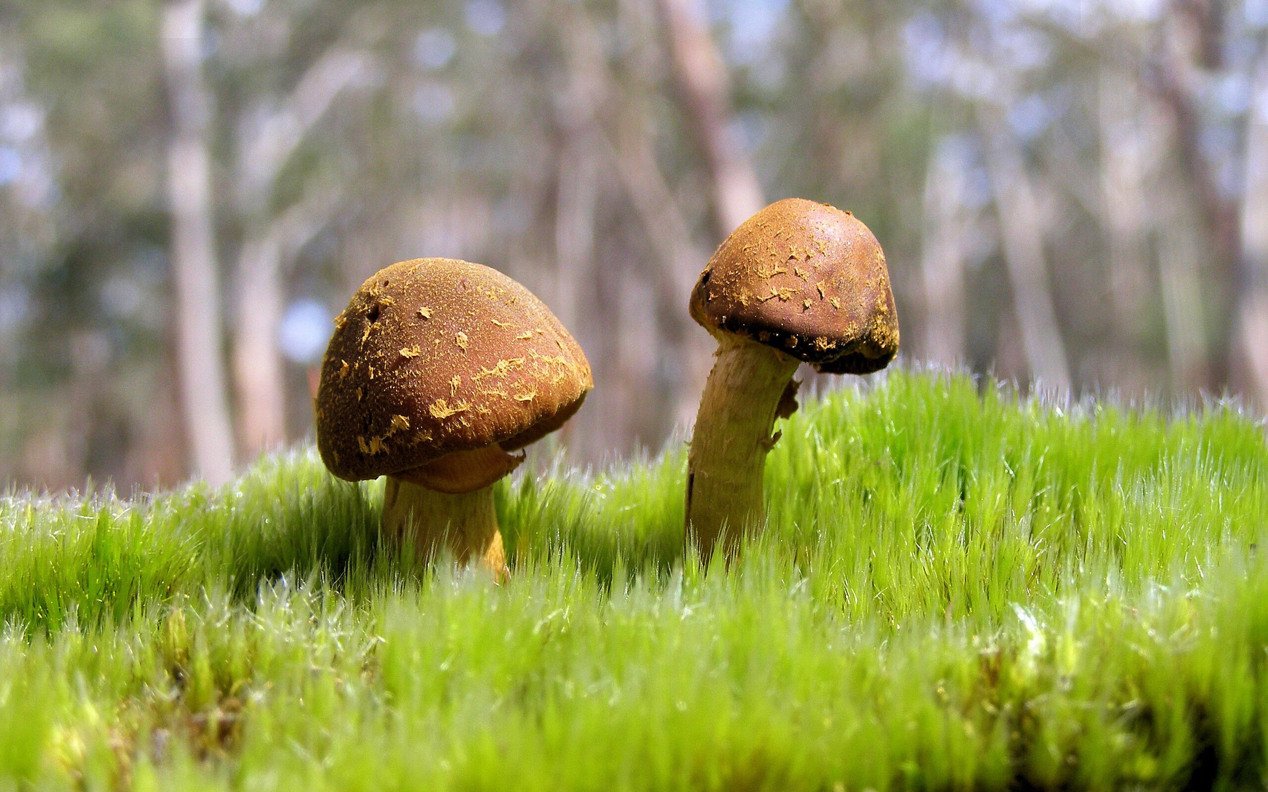 CBA球迷文化蓬勃发展 主场氛围火热,cba篮球文