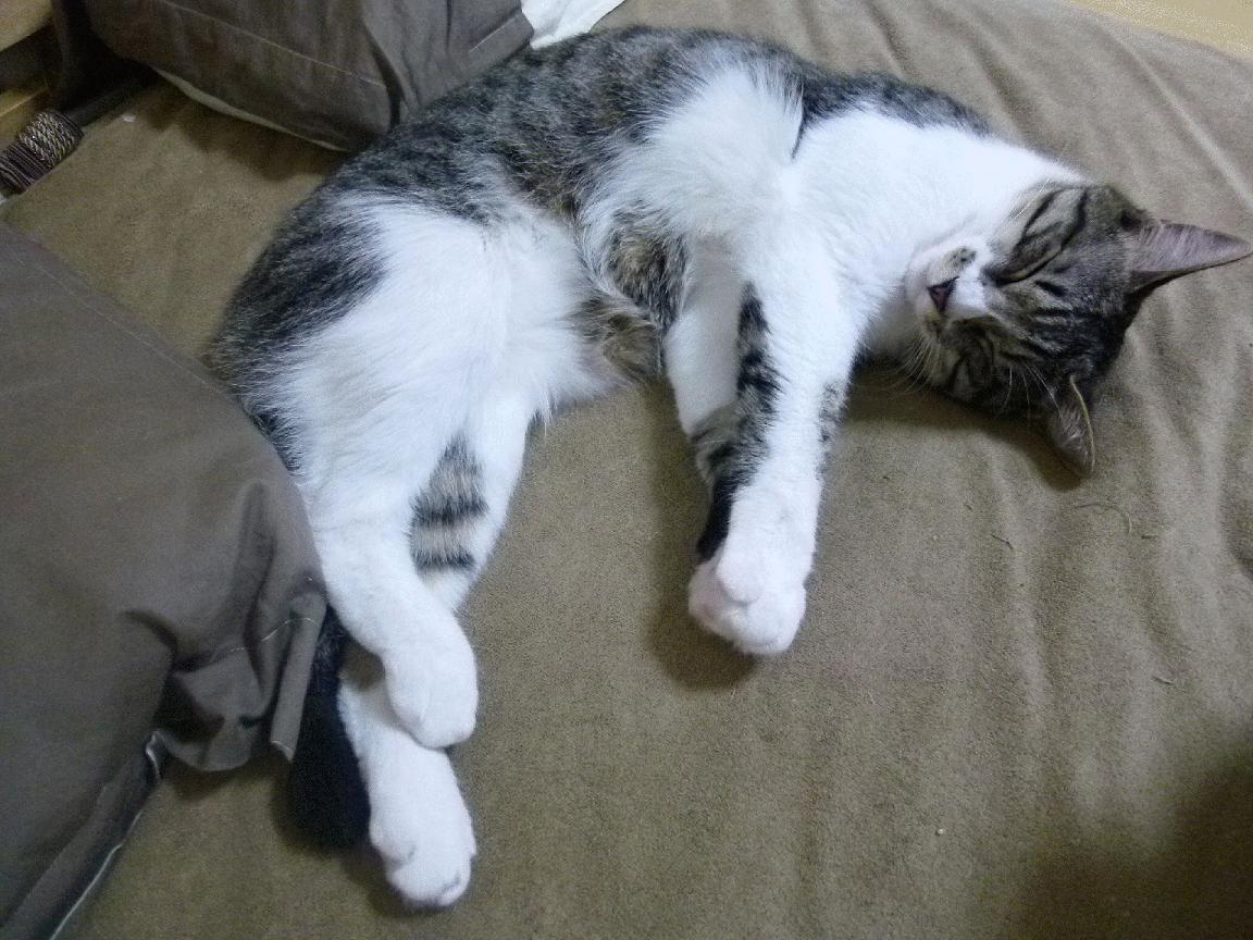 奥运备战引入沙地训练模拟环境适应力