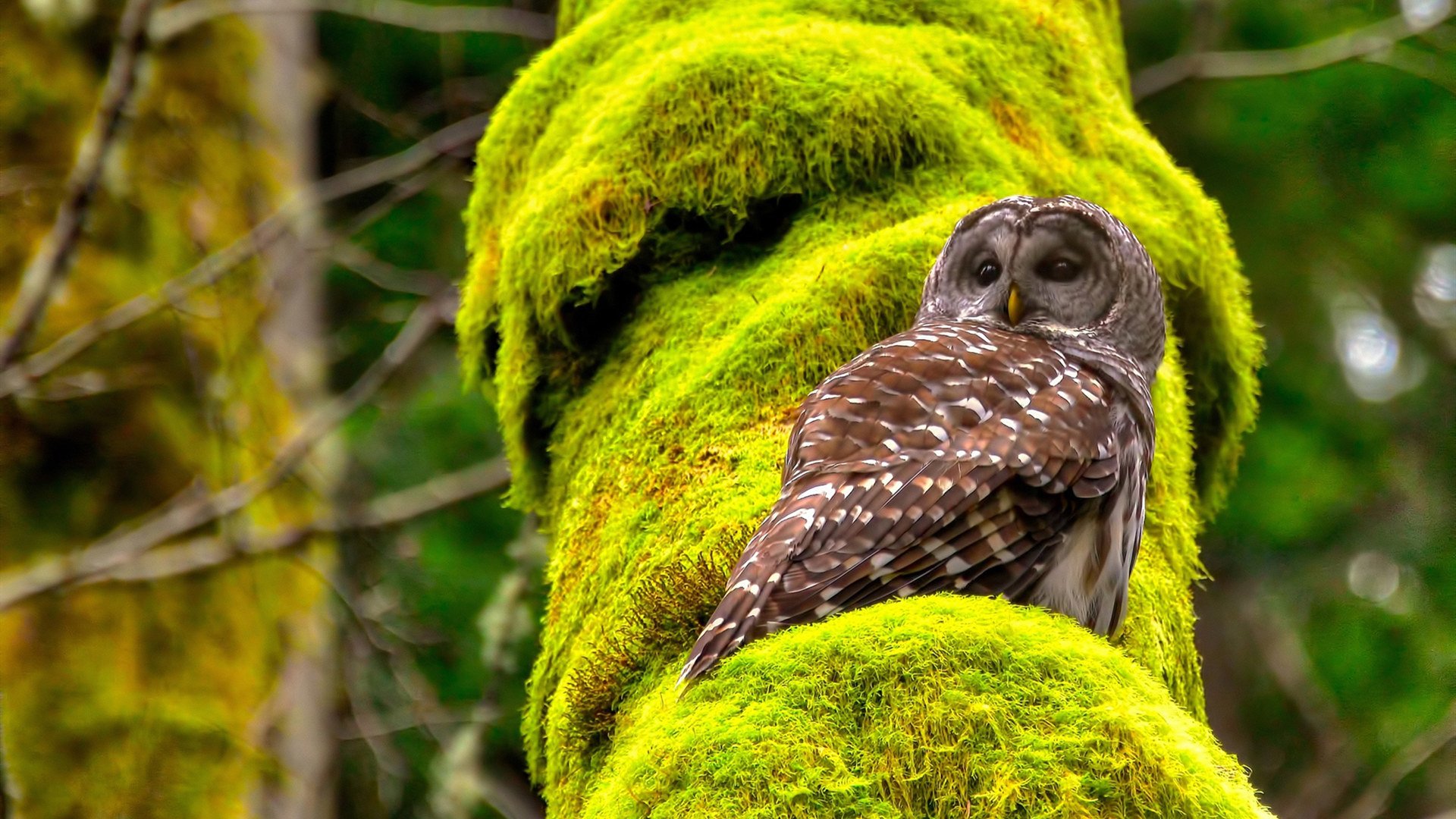 奥运备战引入沙地训练模拟环境适应力