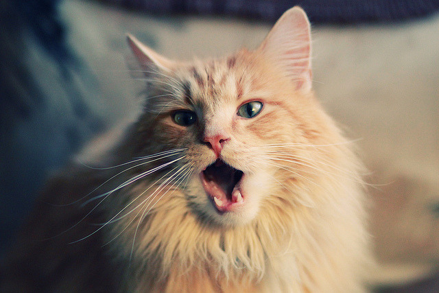 布努续约谈判已进入最后阶段，布努克斯