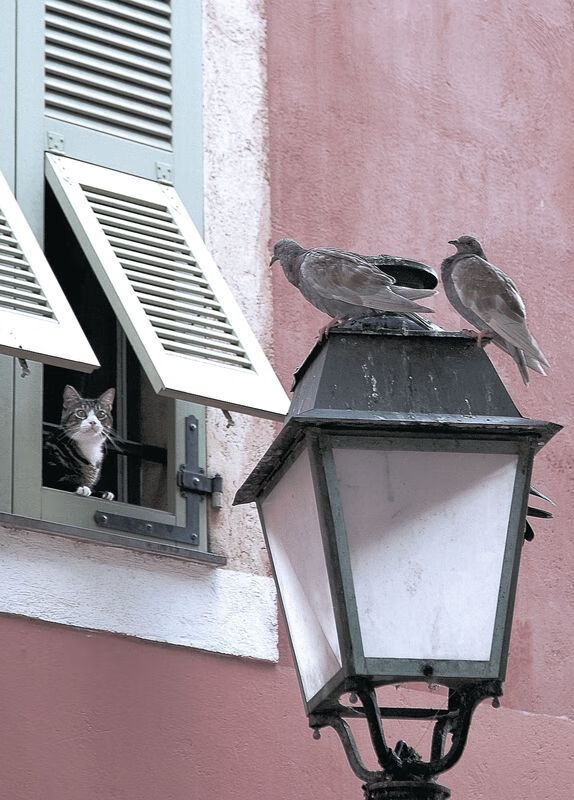 日本乒乓队全力备战东京奥运,状态回升,东京奥运会日本乒乓球团体赛