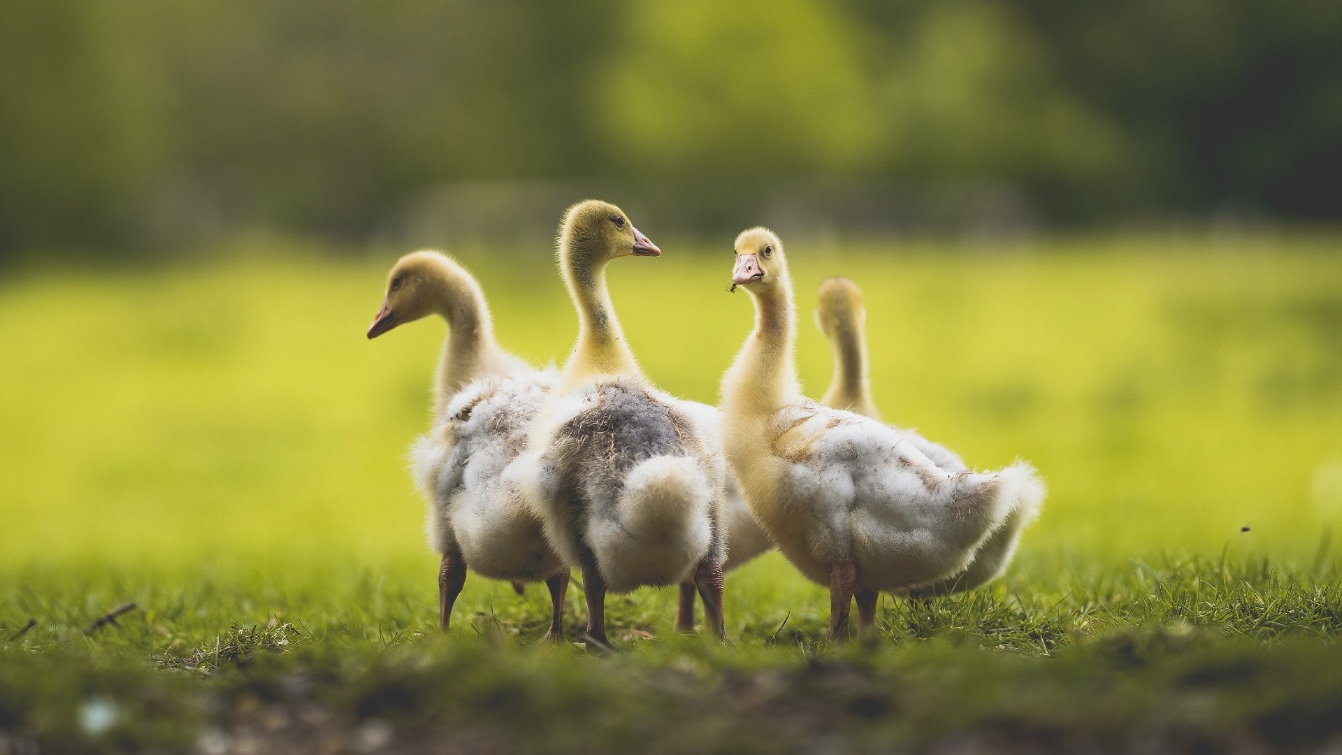 赫罗纳紧密配合拉扯防线完成突破,赫罗纳队徽