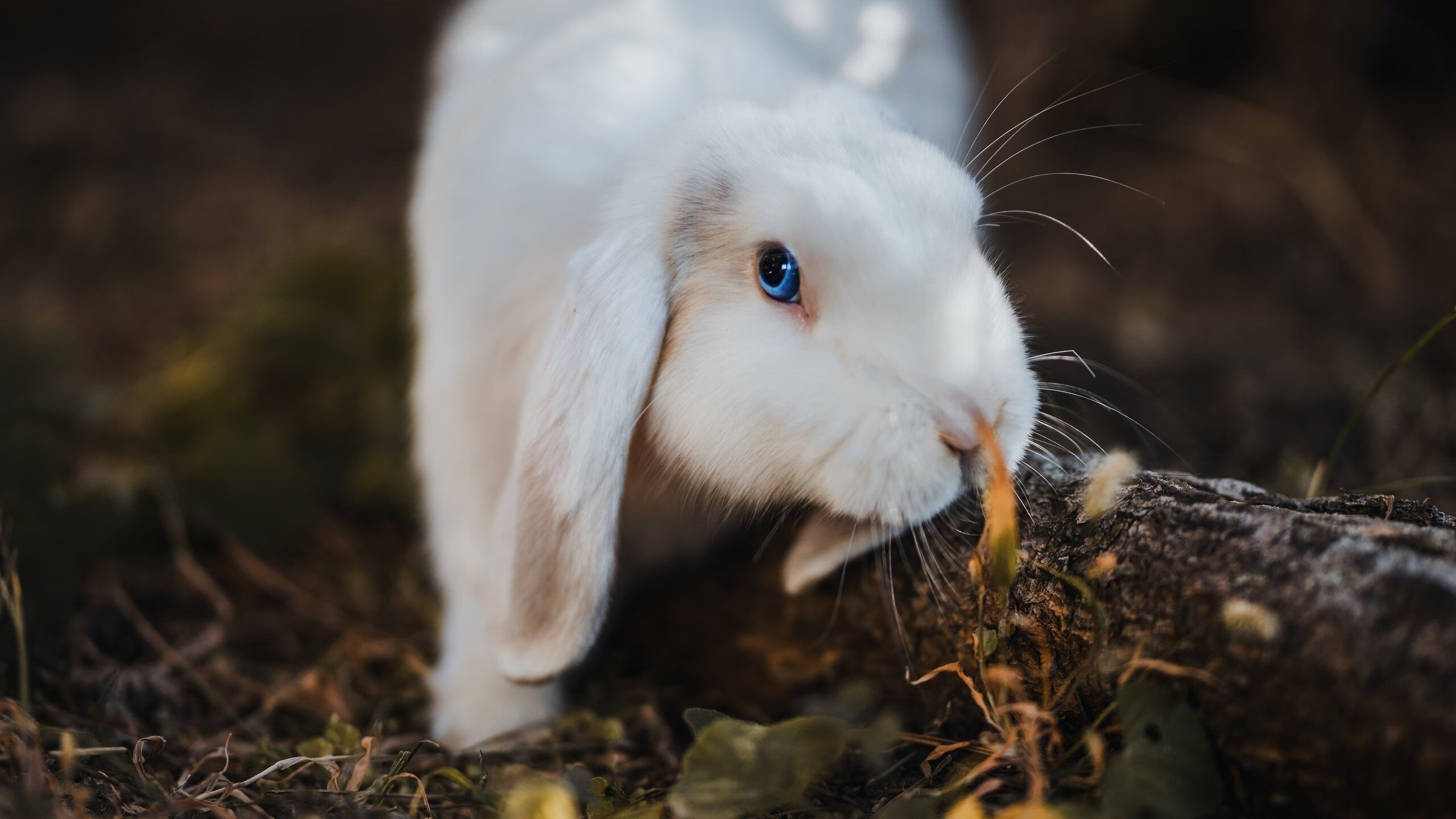 欧洲杯点球训练秘诀揭秘，欧洲杯点球训练秘诀揭秘大全