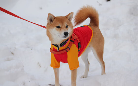 英超射门瞬间:门将的绝佳扑救比拼,英超门将进球