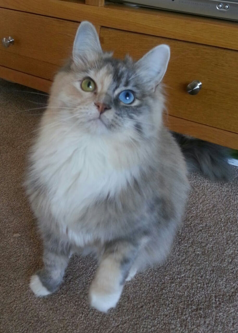 萨默·麦金托什展现新生代自由泳实力，麦金托什游泳